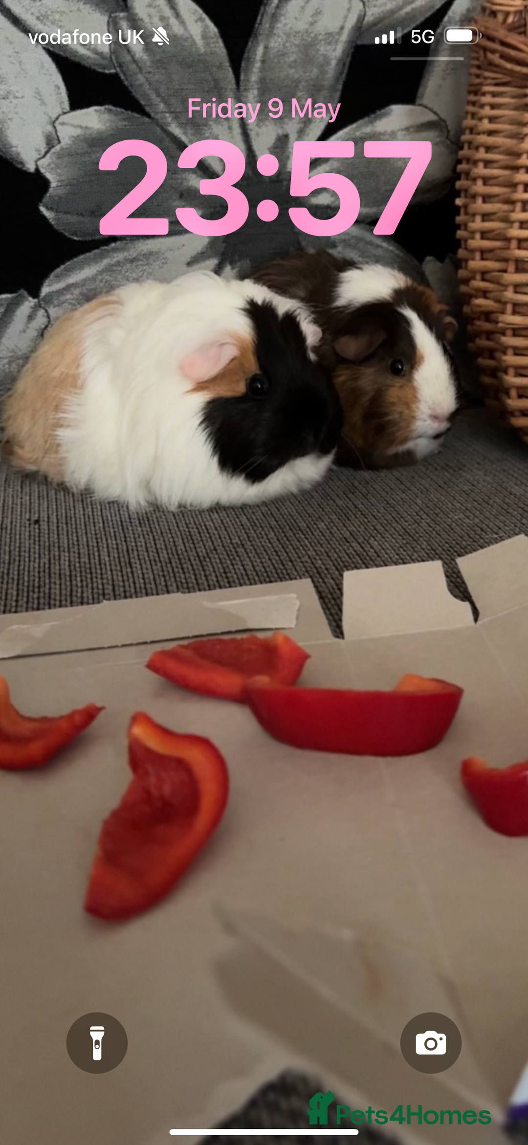 Guinea Pig rodents for sale: 2 lovely bonded girls  - Advert 3