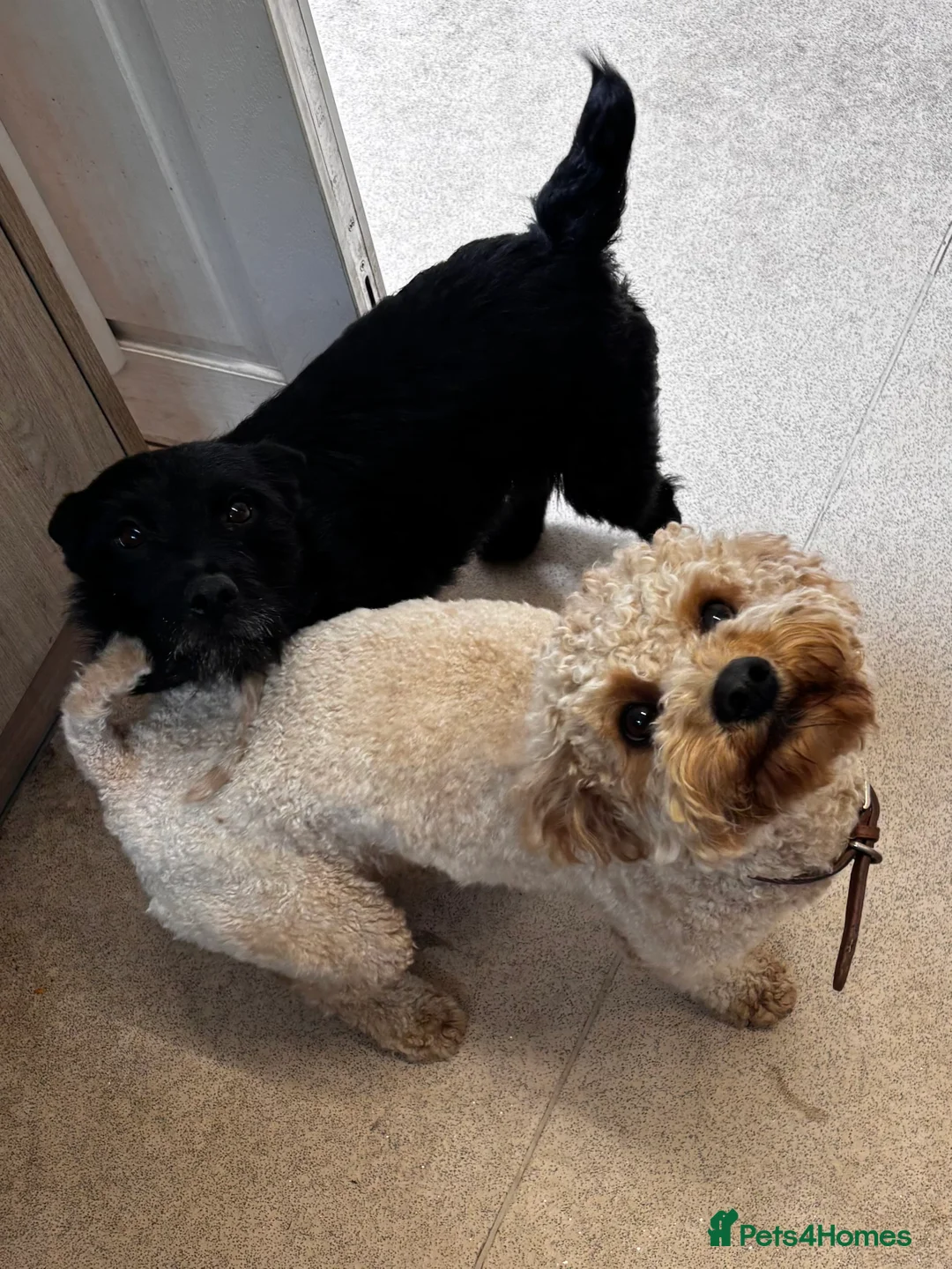 Cavapoochon dogs for sale: Apricot Male Cavapoovhon - Advert 5