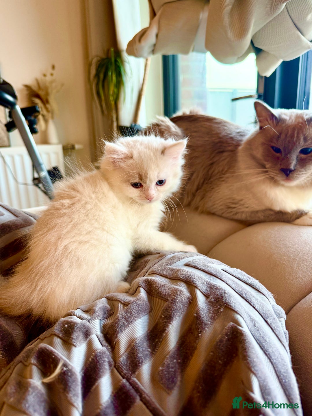 Ragdoll cats for sale: Beautiful affectionate pedigree ragdoll kittens 💙 - Advert 6