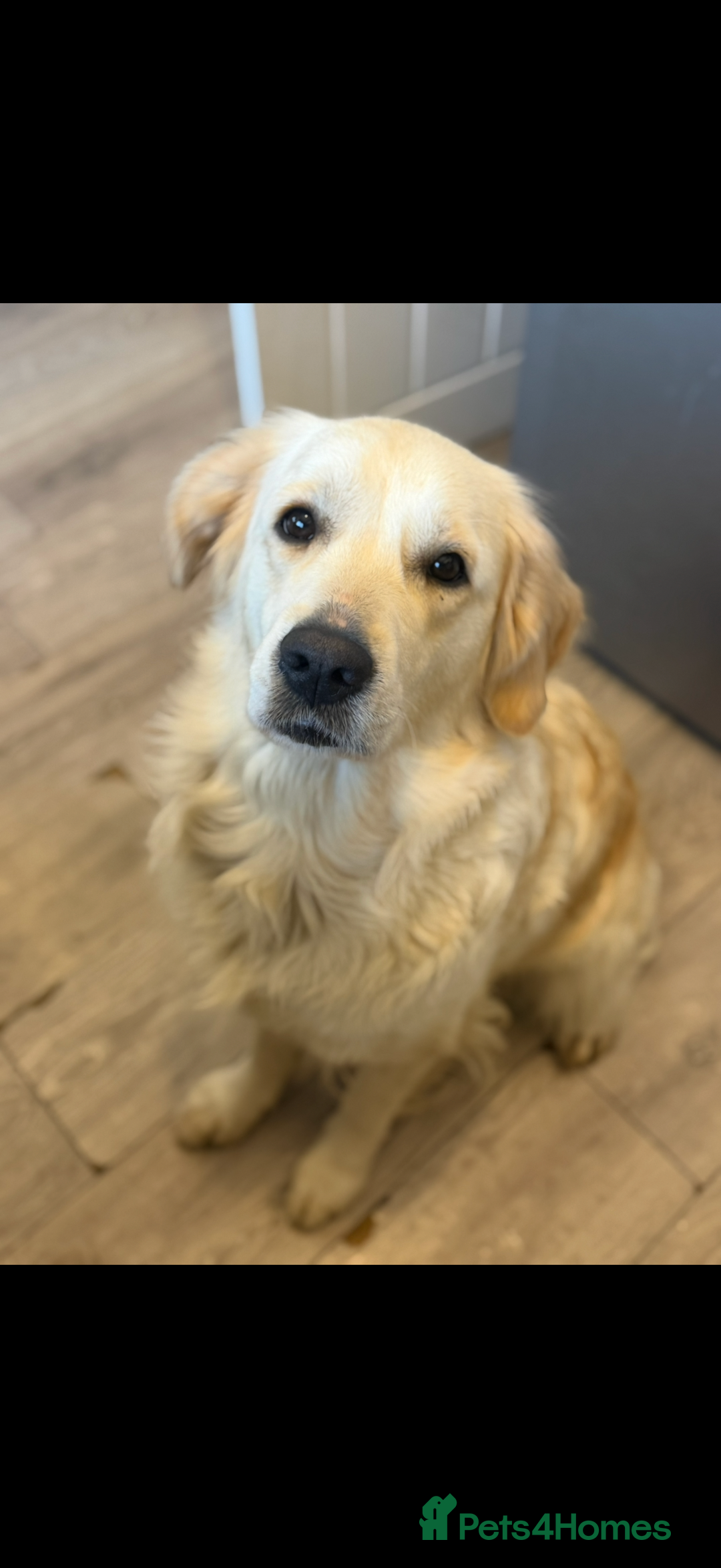 Golden Retriever dogs for sale: KC WHITE RETRIEVERS FULLY HEALTH TESTED  - Advert 8