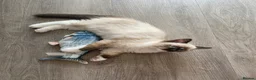 Ragdoll cats for sale: TICA registered Ragdolls Available  - Advert 9