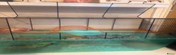 Gerbil rodents for sale: 2 Female gerbils and cage  in Aldershot - Advert 3