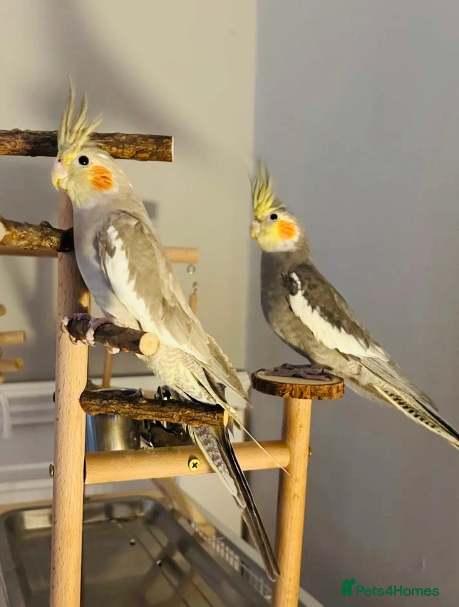 Cockatiels birds Pair of Cockatiel + Cage Full setup  - Advert 3