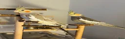 Cockatiels birds for sale: Pair of Cockatiel + Cage Full setup  - Advert 1