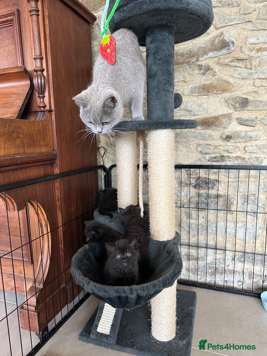 British Shorthair cats for sale: British Shorthair Cross kittens  - Image 2