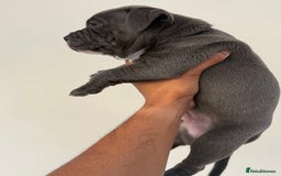 Staffordshire Bull Terrier dogs for sale: Pick of the litter pup available! Ch Bloodline - Image 3