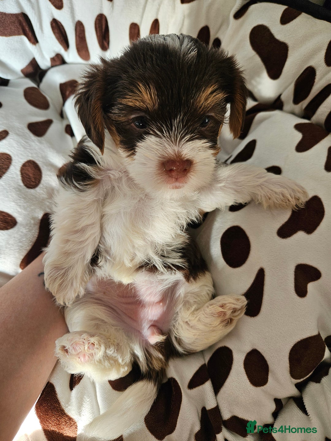 Yorkshire Terrier dogs for sale: DNA TESTED Father - Yorkshire Terrier puppies  - Image 33