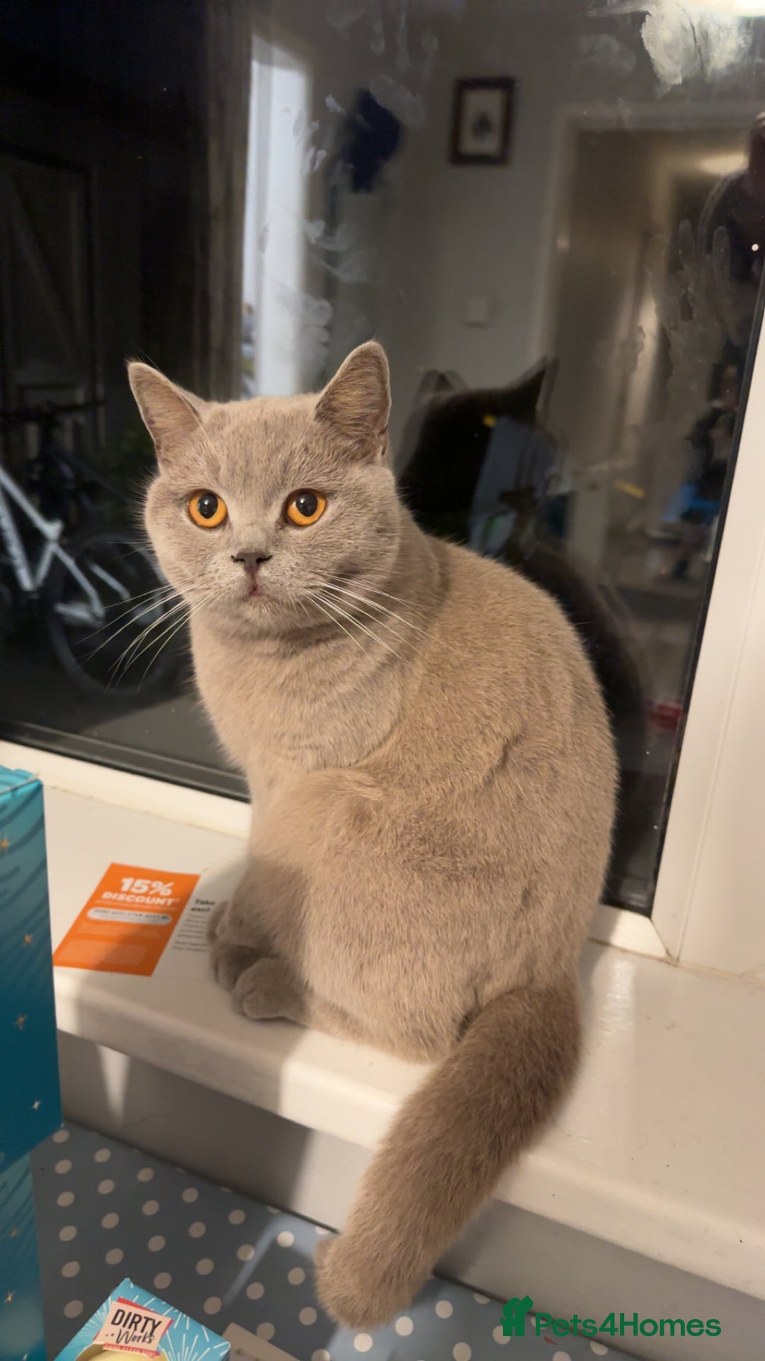 British Shorthair cats for sale: British Shorthhair Kittens  - Image 7