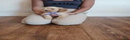 Cockapoo dogs for sale: Cockapoo puppies  - Advert 8