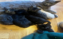 Mixed Breed cats for sale: Adorable Kittens Ready to Leave soon - Advert 4