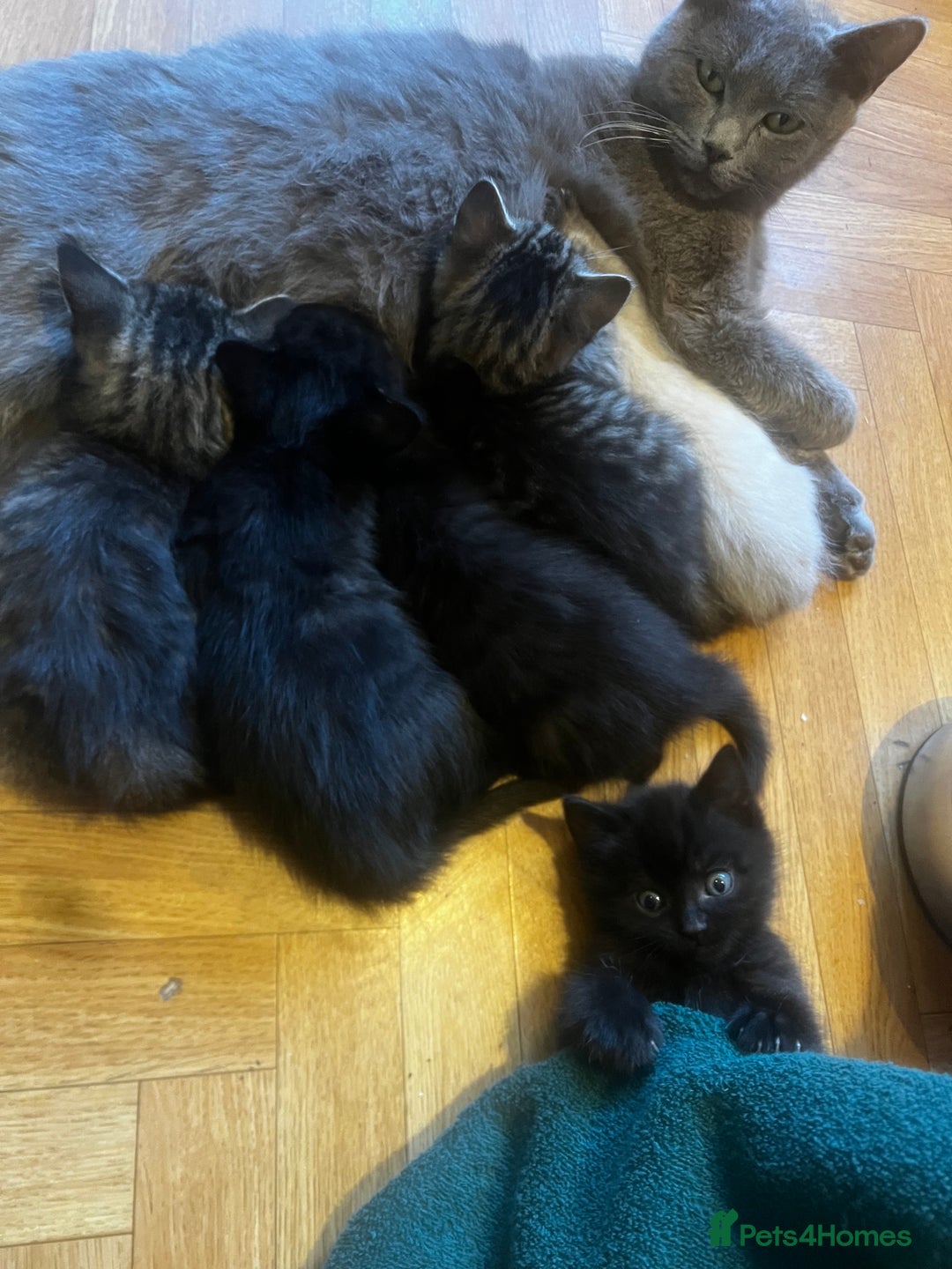 Mixed Breed cats for sale: Adorable Kittens Ready to Leave soon - Advert 4