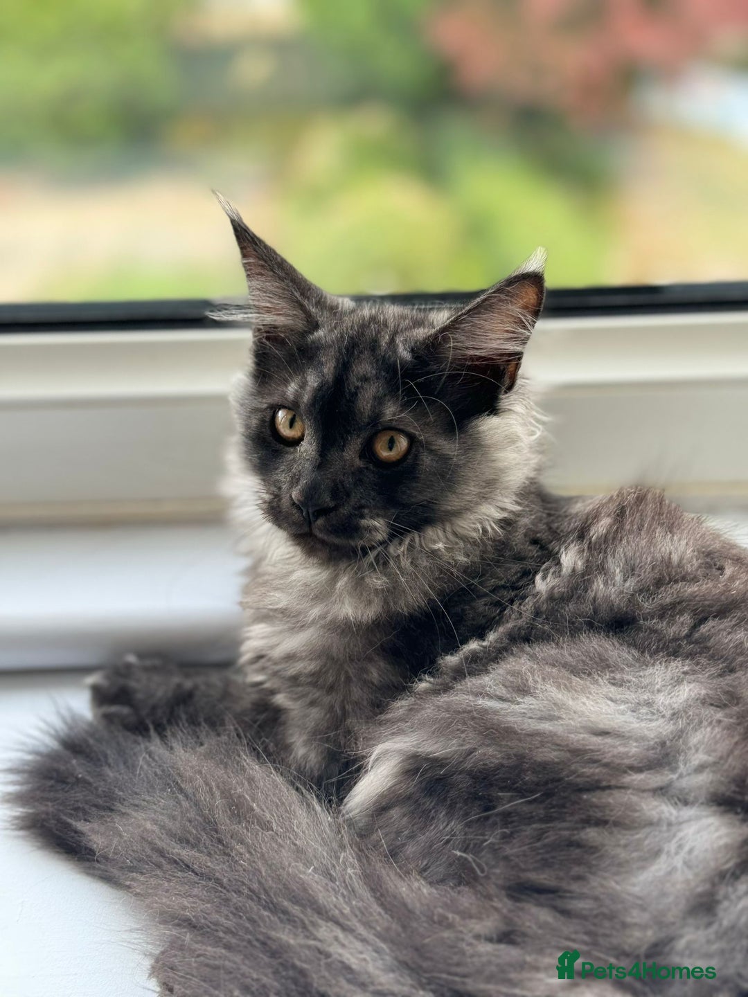 Maine Coon cats for sale: Stunning Maine Coon Kitten 🖤 ACTIVE - Image 4