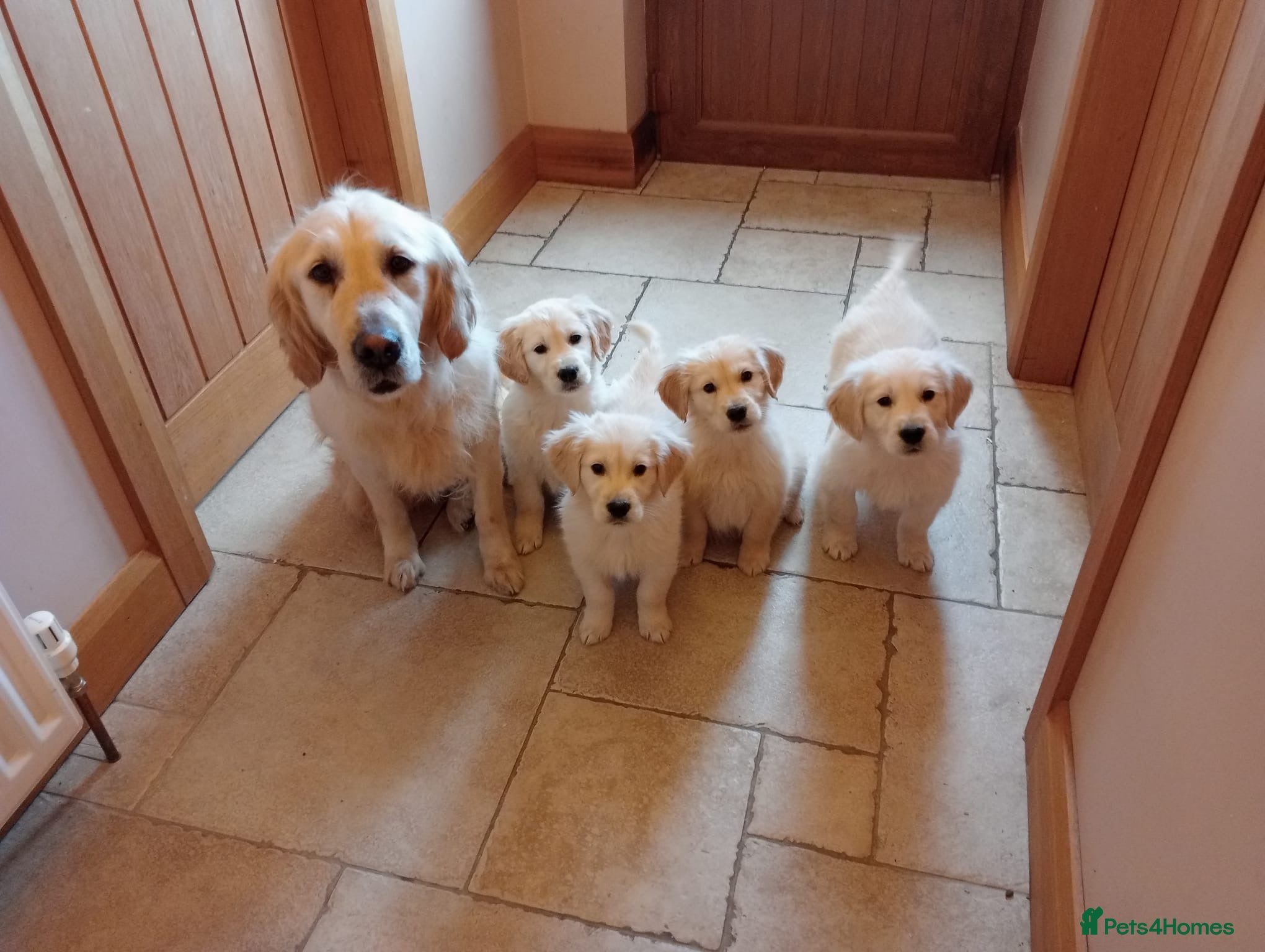 Golden Retriever dogs beautiful male 11 week golden retriever  - Advert 1
