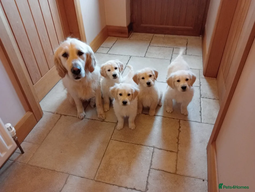 Golden Retriever dogs for sale: beautiful male 11 week golden retriever  - Advert 1