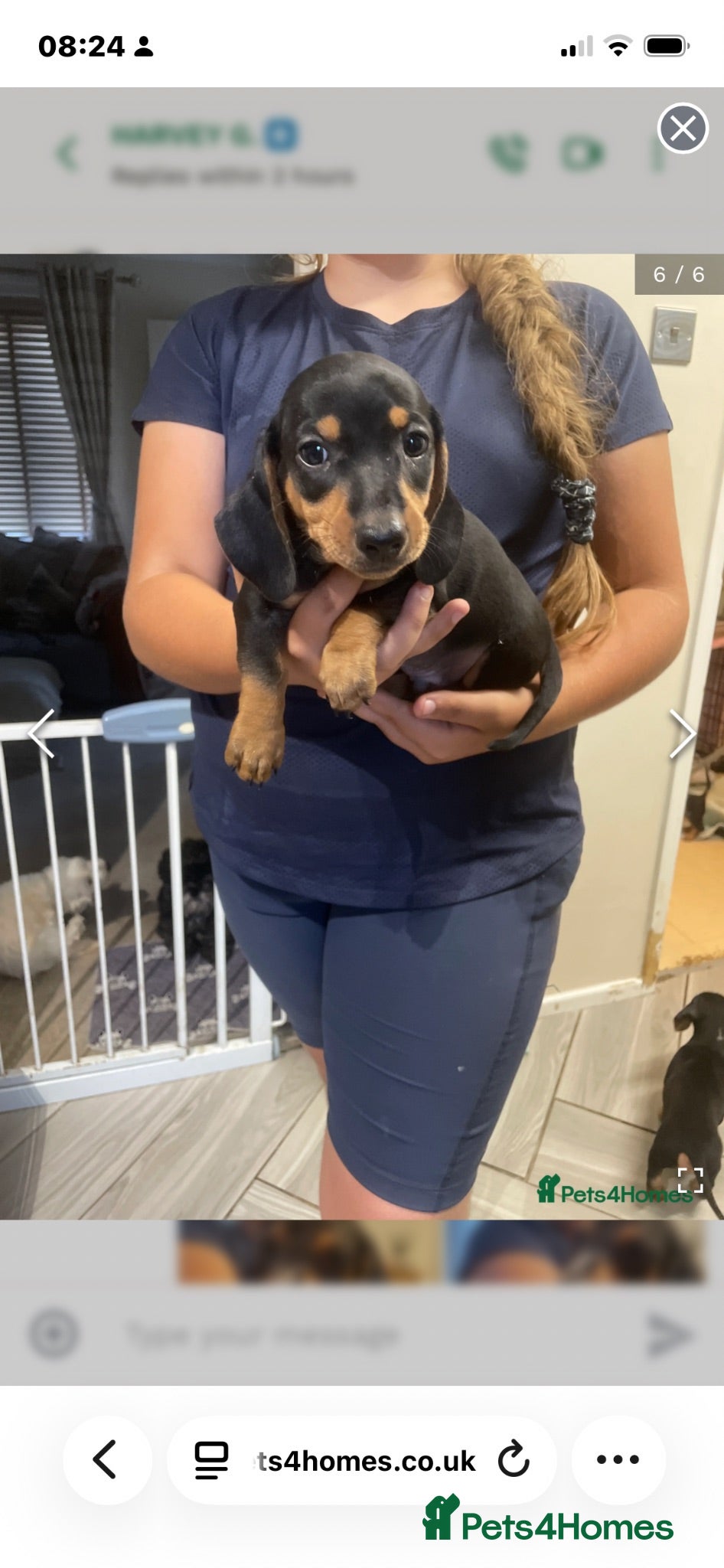 Dachshund dogs Beautiful sliver merle & Black and Tan dachshunds - Advert 13