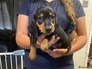 Dachshund dogs Beautiful sliver merle & Black and Tan dachshunds - Advert 1
