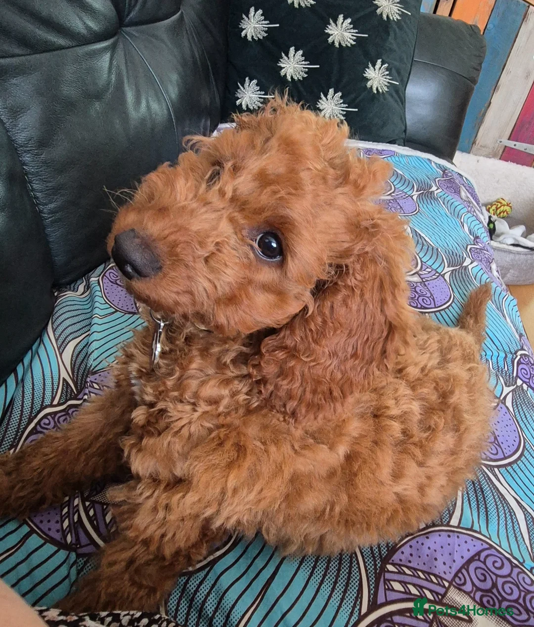 Cockapoo dogs for sale: 1 year old Cockapoo - red  - Advert 2