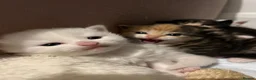 Turkish Angora cats for sale: Beautiful Turkish Angora Kittens 🍼🐱🐾 - Advert 10