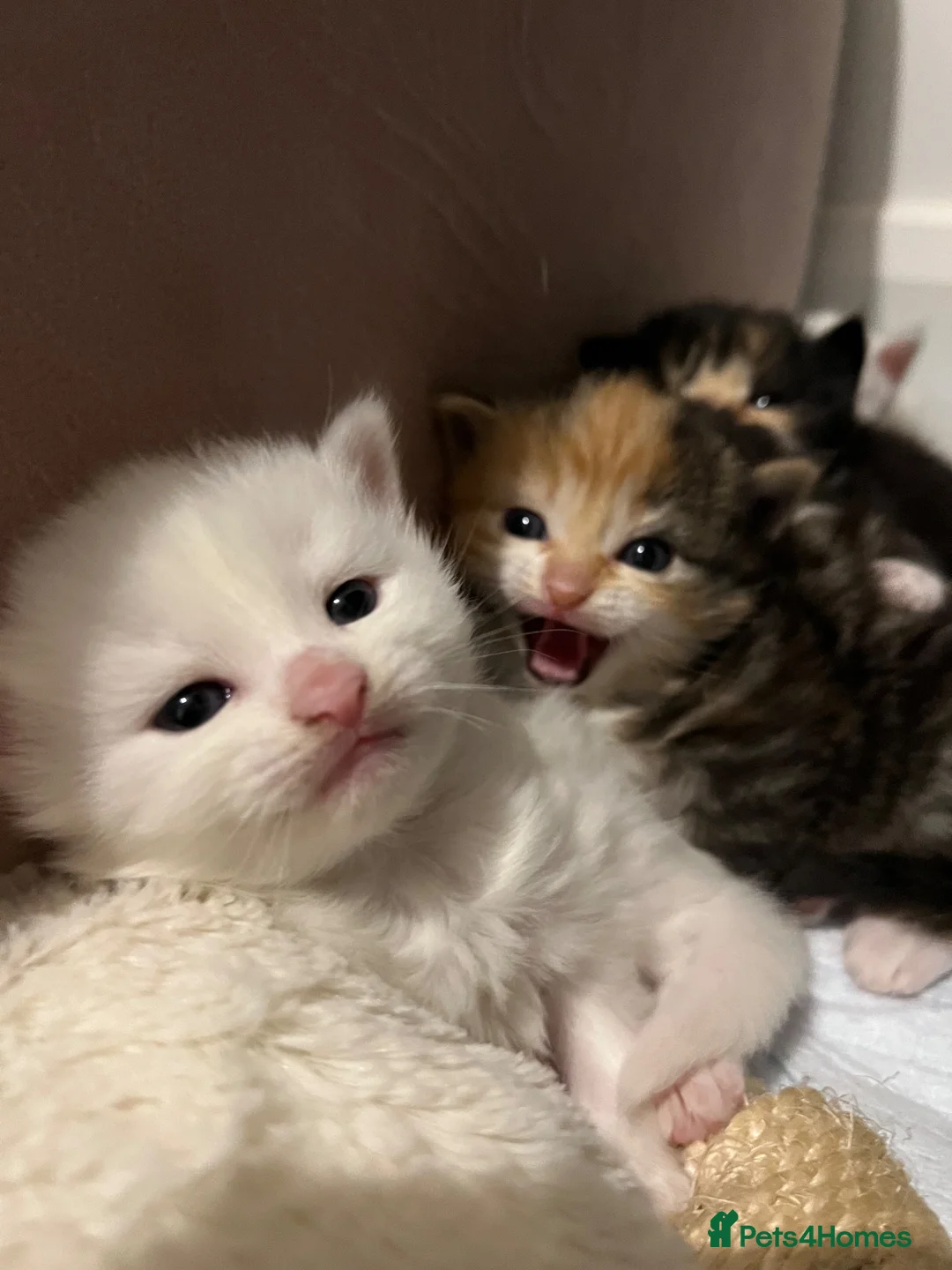 Turkish Angora cats for sale: Beautiful Turkish Angora Kittens 🍼🐱🐾 - Advert 10