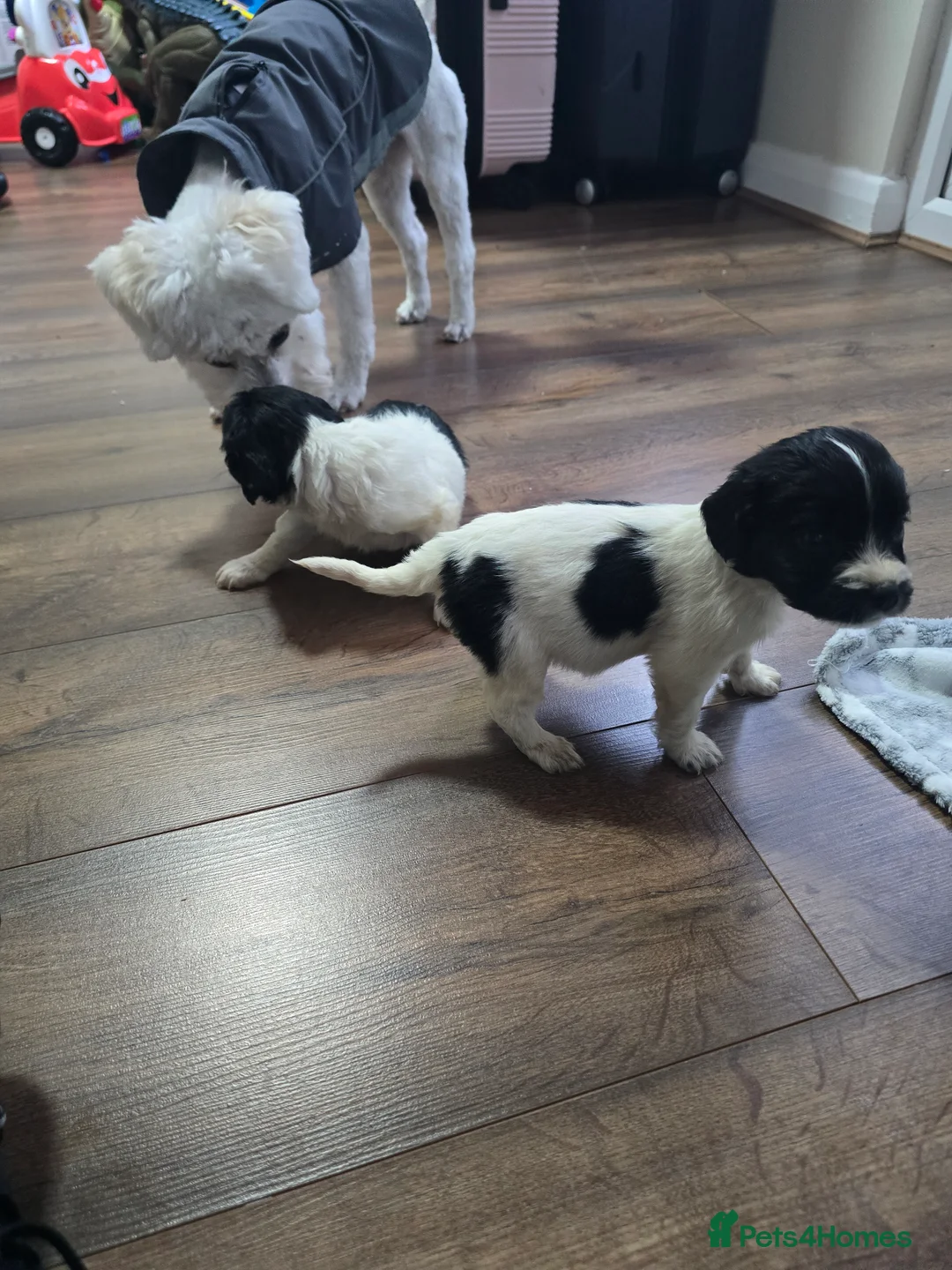 Mixed Breed dogs for sale: Malchi puppies  - Advert 12