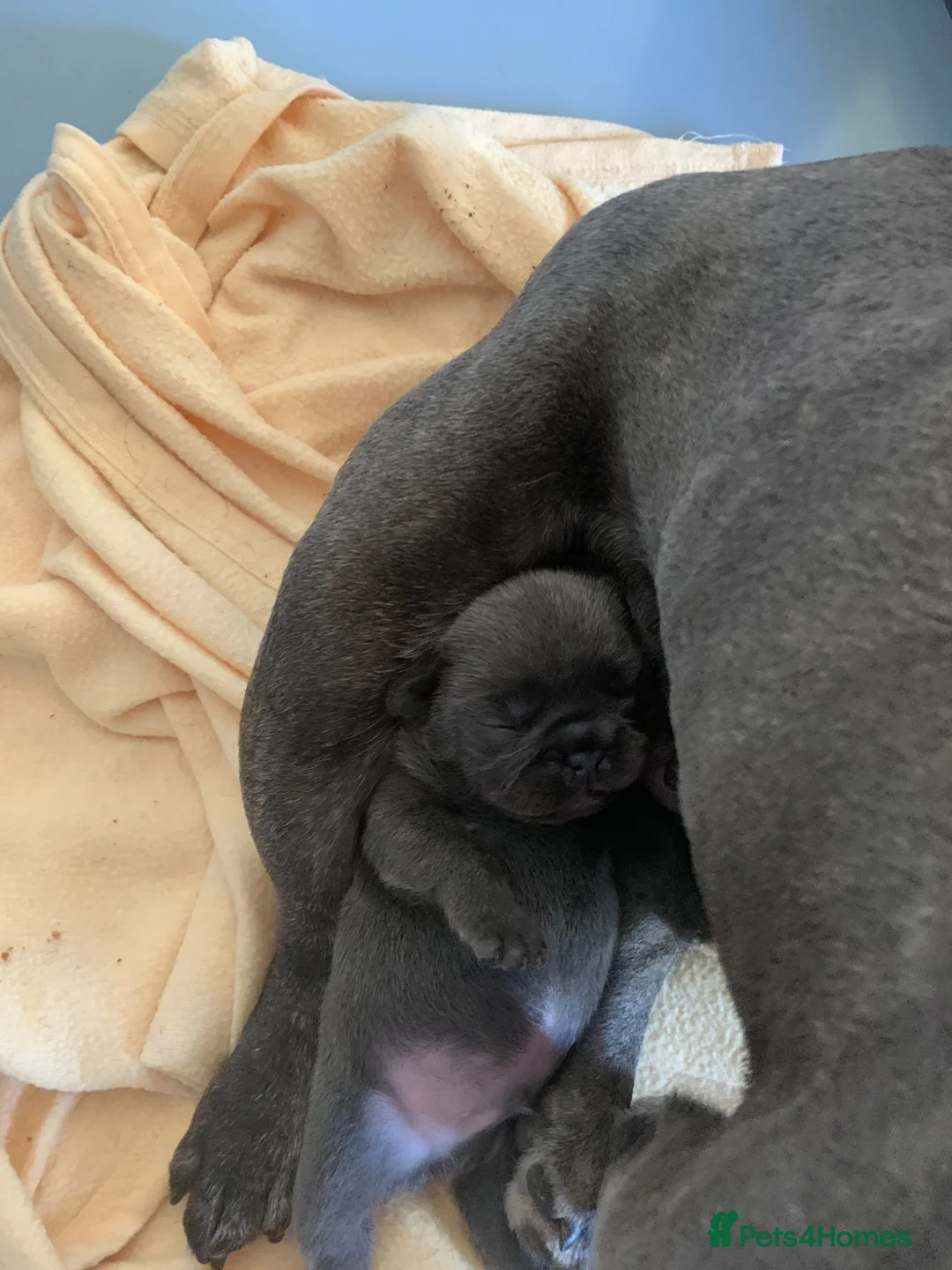 French Bulldog dogs for sale: Outstanding male puppy  - Advert 2