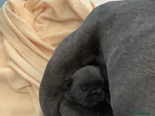 French Bulldog dogs Outstanding male puppy - Advert 1