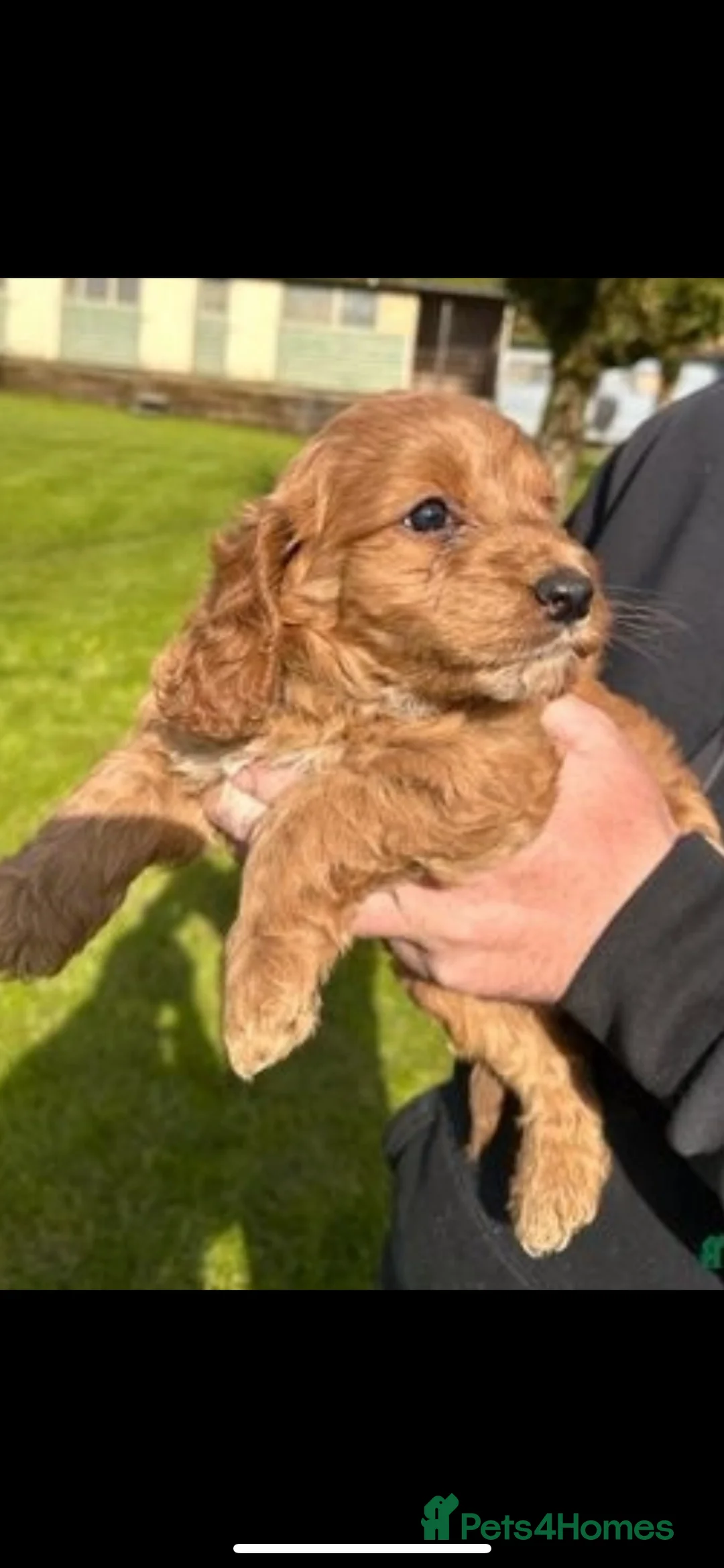 Miniature Poodle dogs for stud: Merlesque Top Gun mahogany mini poodle in Chorley - Advert 26
