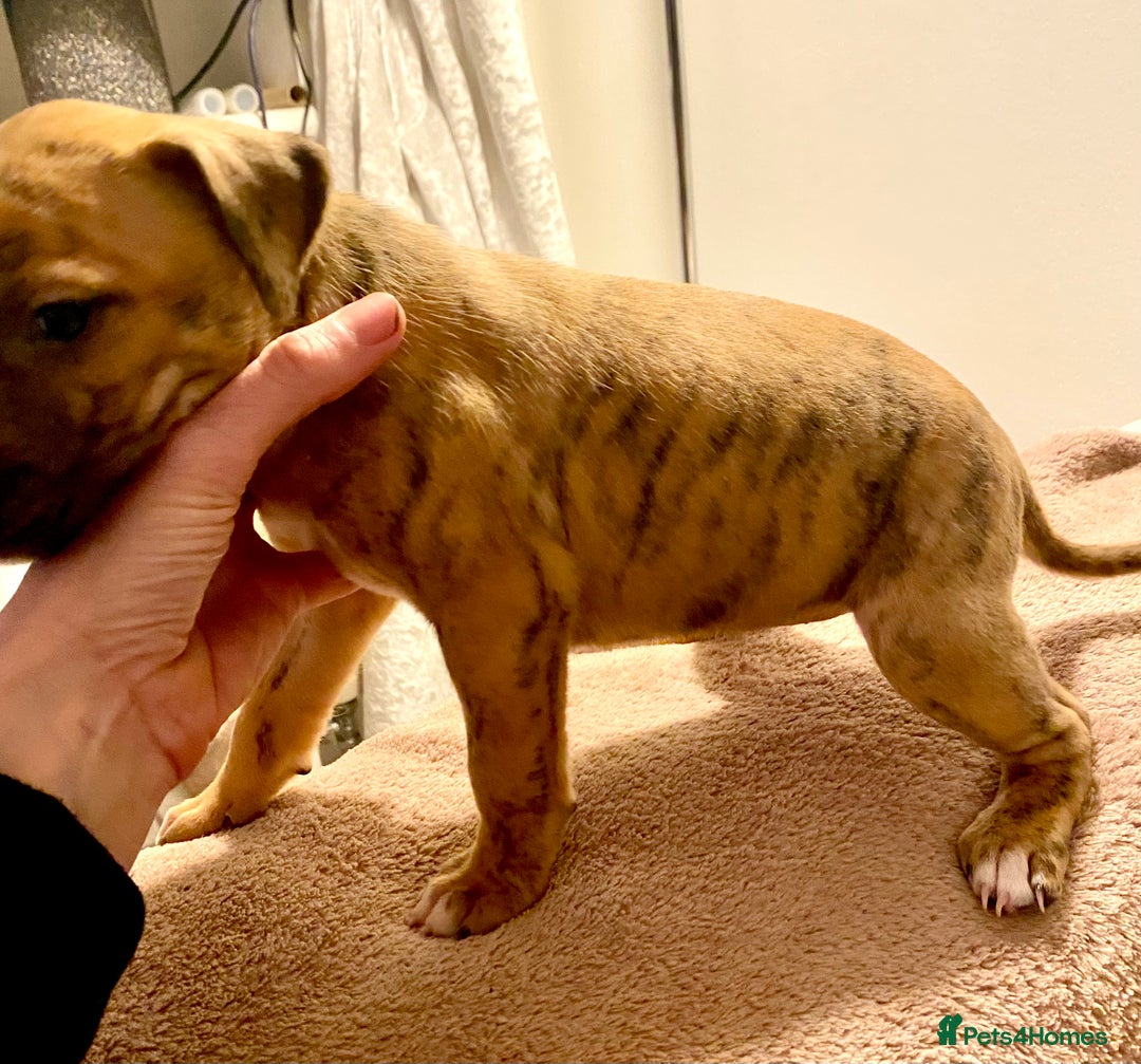 Lurcher dogs for sale: Fantastic bred lurcher puppies. Bull x - Advert 6