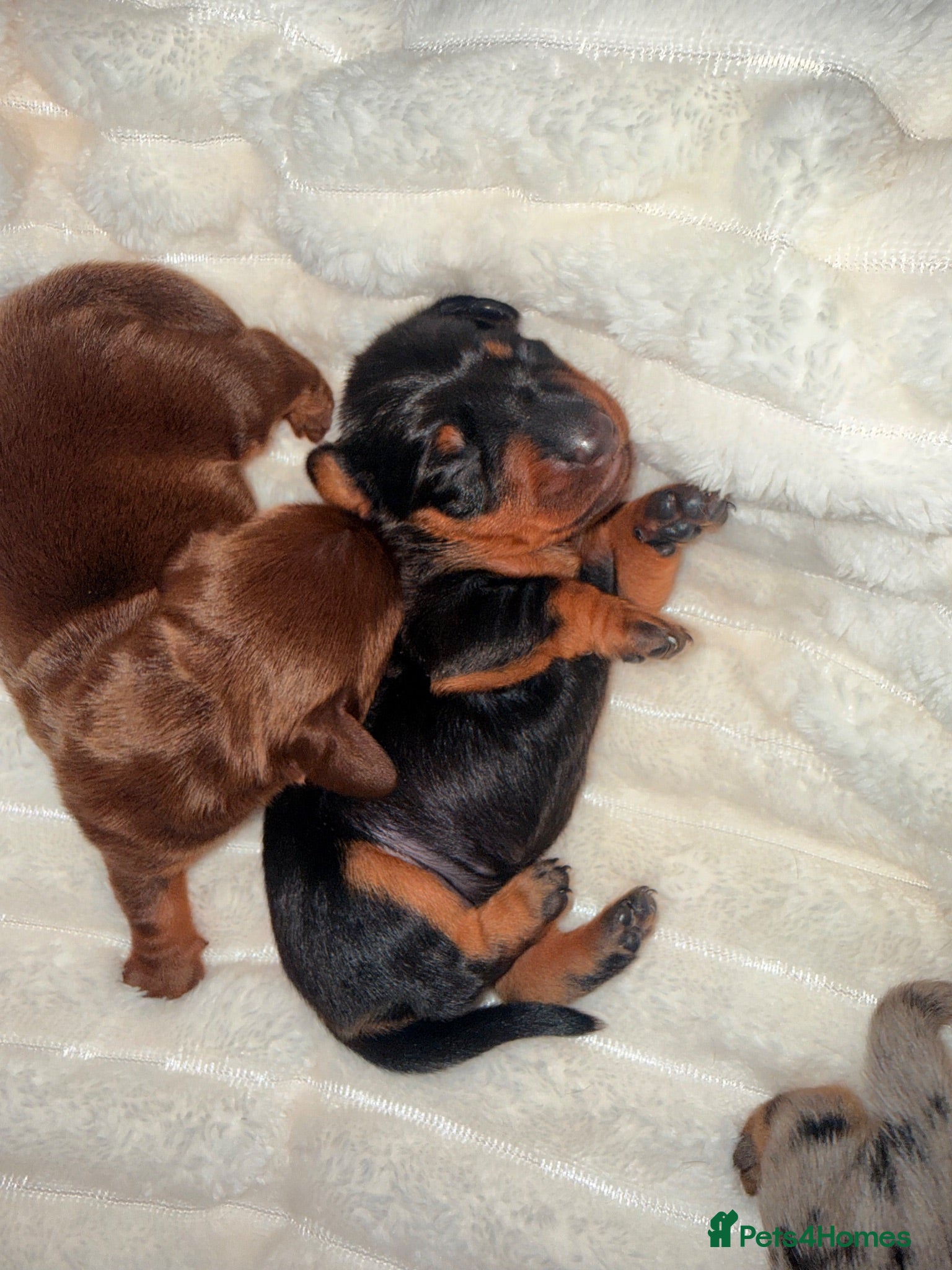 Miniature Dachshund dogs  1 GIRL KC Registered Miniature Dachshund puppies  - Advert 16