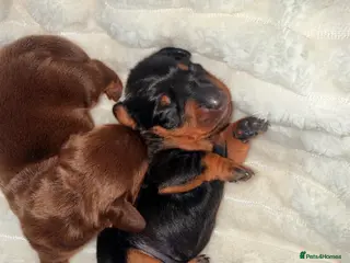 Miniature Dachshund dogs 1 GIRL KC Registered Miniature Dachshund puppies - Advert 16