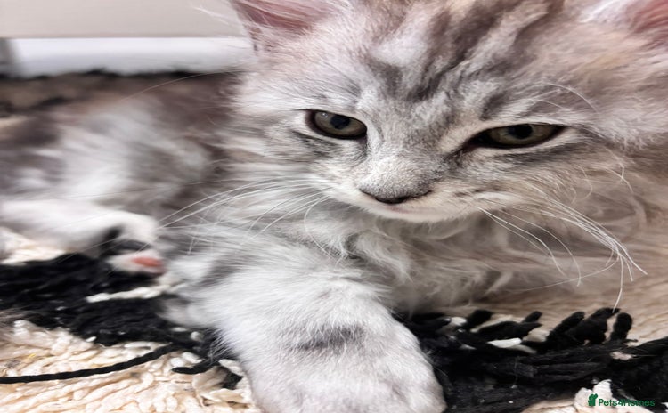Maine Coon cats - Advert 8