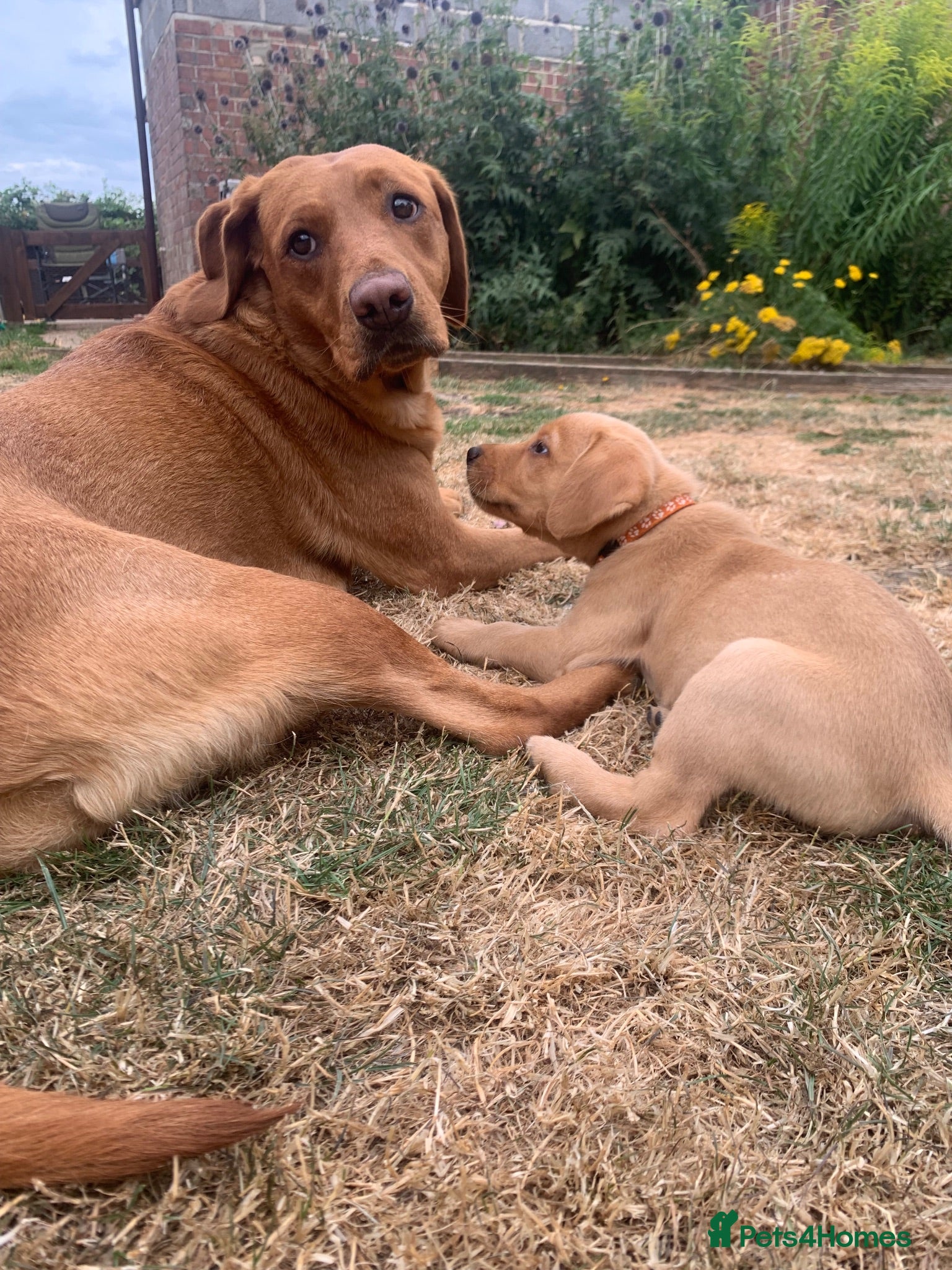 Labrador Retriever dogs  KC Labrador puppies 🐾 only 1 Boy Left - Advert 15
