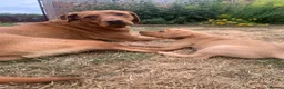 Labrador Retriever dogs for sale:  KC Labrador puppies   - Advert 13