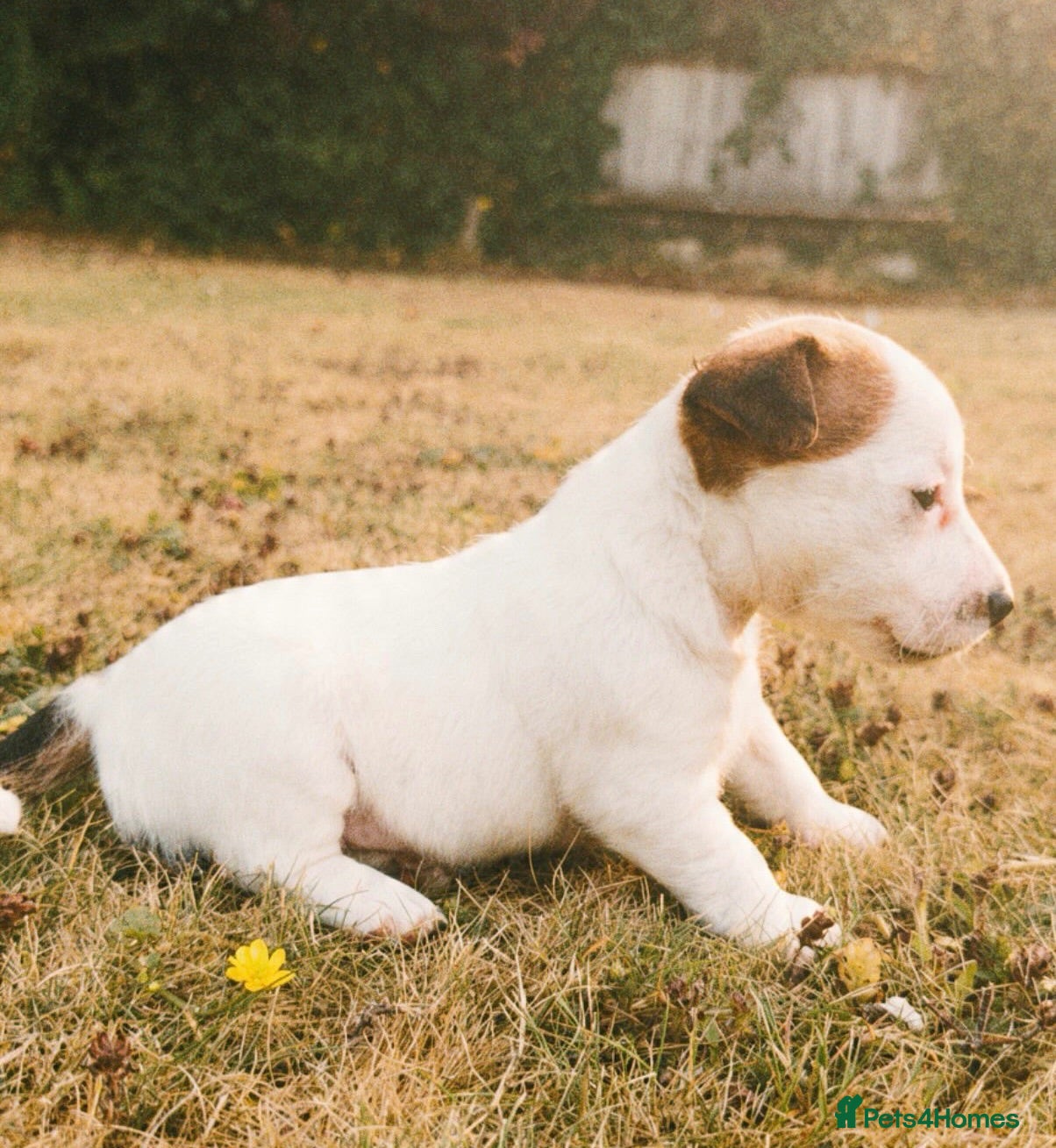 Jack Russell dogs Jack Russell puppies 1 bitch available  - Advert 13