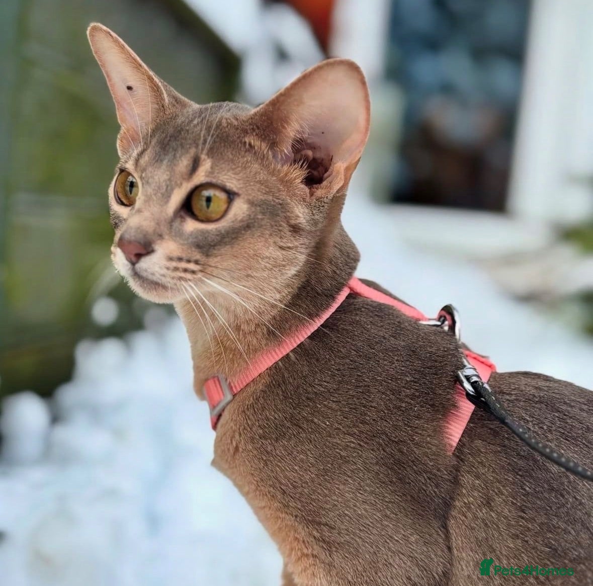 Abyssinian cats Marvellous Margot - Advert 1