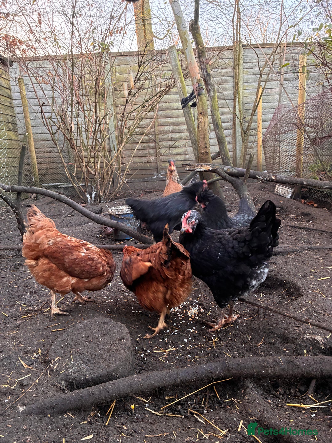 Chickens poultry for sale: 6 Chickens - Advert 5