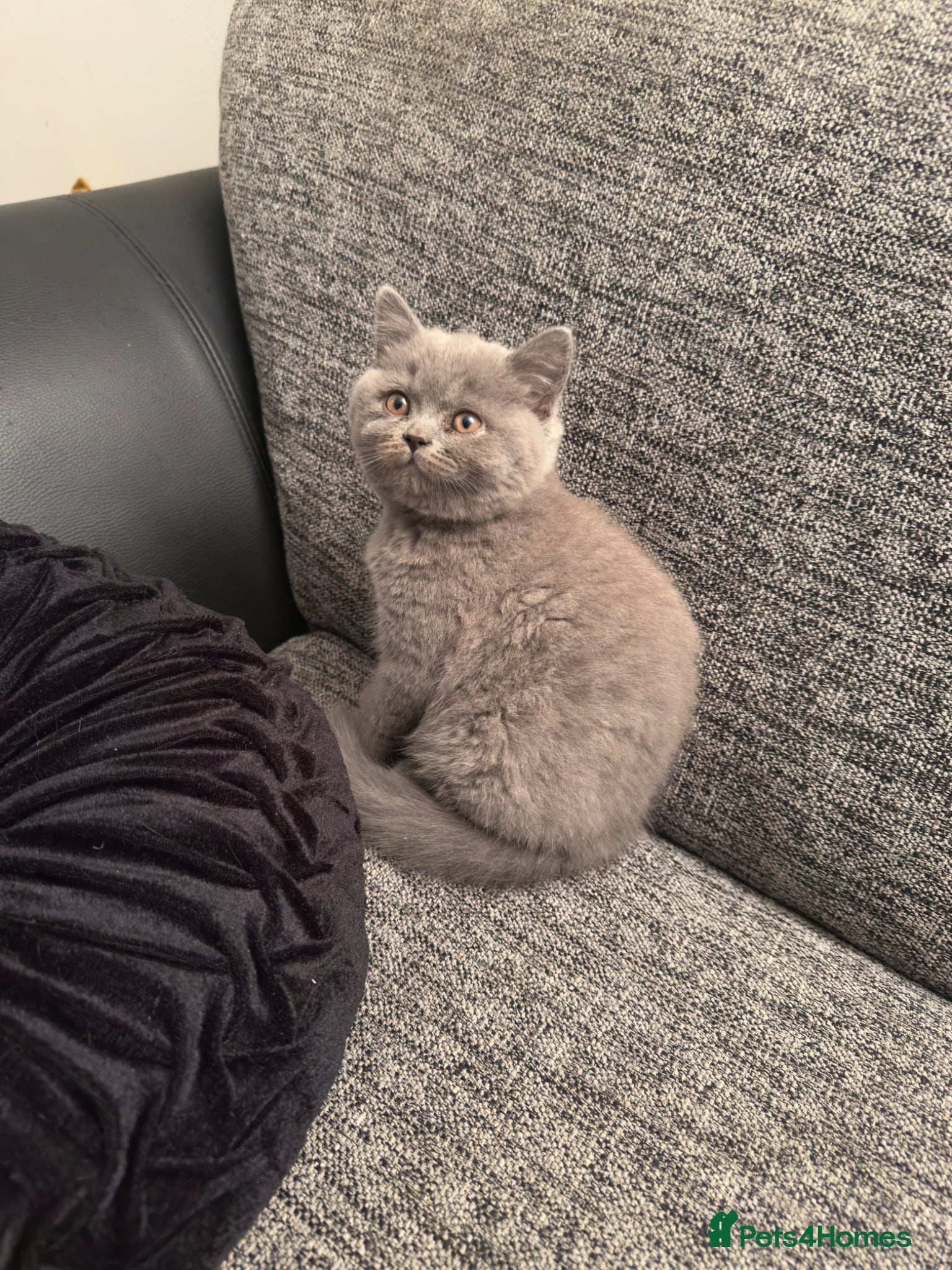 British Shorthair cats GCCF British Shorthair Blue Marble Male Kitten - Advert 1