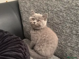 British Shorthair cats GCCF British Shorthair Blue Marble Male Kitten - Advert 1