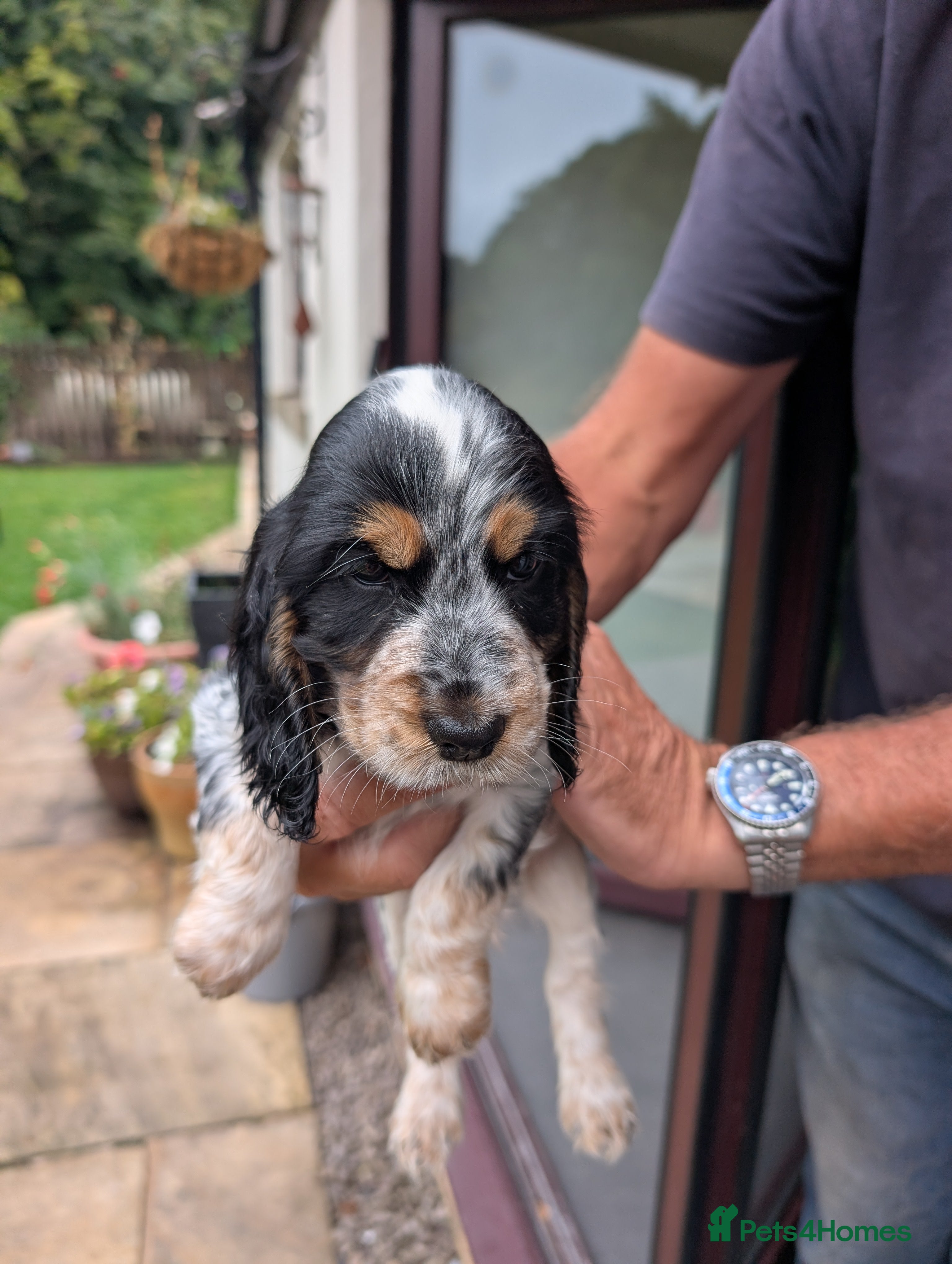 Cocker Spaniel dogs For sale - Advert 2