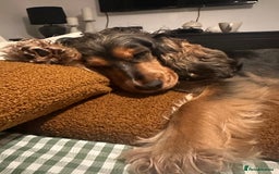 Cocker Spaniel dogs for sale: Looking to rehome our beautiful cocker spaniel  - Image 5