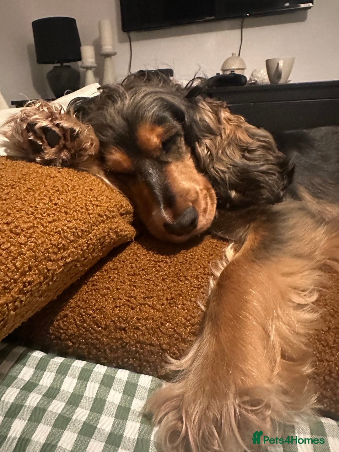 Cocker Spaniel dogs for sale: Looking to rehome our beautiful cocker spaniel  - Image 5