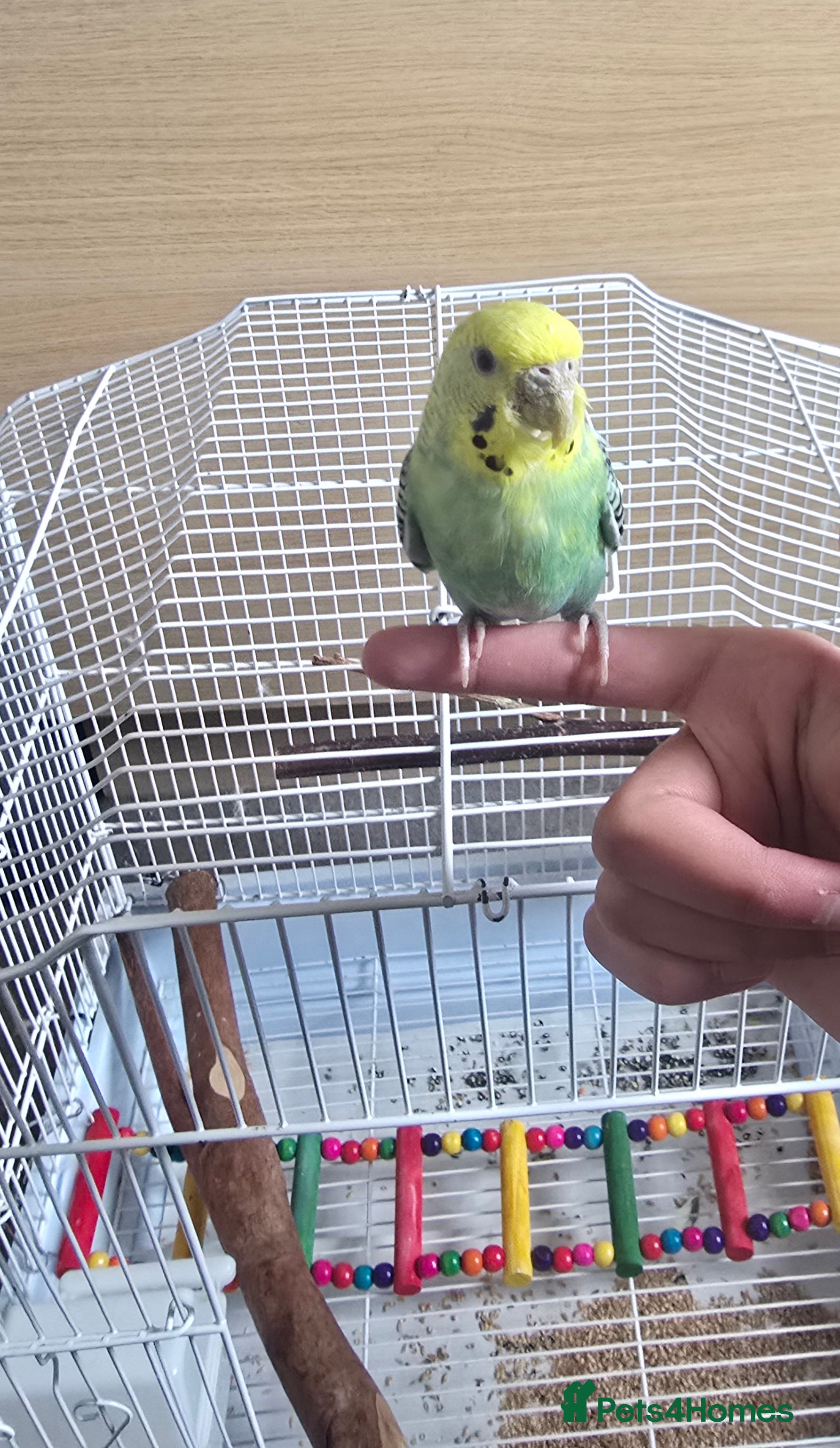 Budgerigars birds Beautiful Hand-Tamed Male Budgie – 1 Year Old  - Advert 2