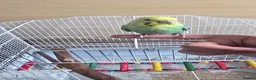 Budgerigars birds for sale: Beautiful Hand-Tamed Male Budgie – 1 Year Old  - Advert 1