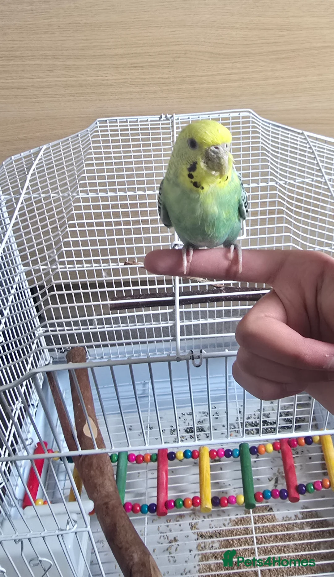 Budgerigars birds for sale: Beautiful Hand-Tamed Male Budgie – 1 Year Old  - Advert 1