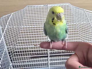 Budgerigars birds Beautiful Hand-Tamed Male Budgie – 1 Year Old - Advert 2