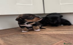 Mixed Breed dogs for sale: Wirehaired Jack Russell X wirehaired dachshund  - Image 4