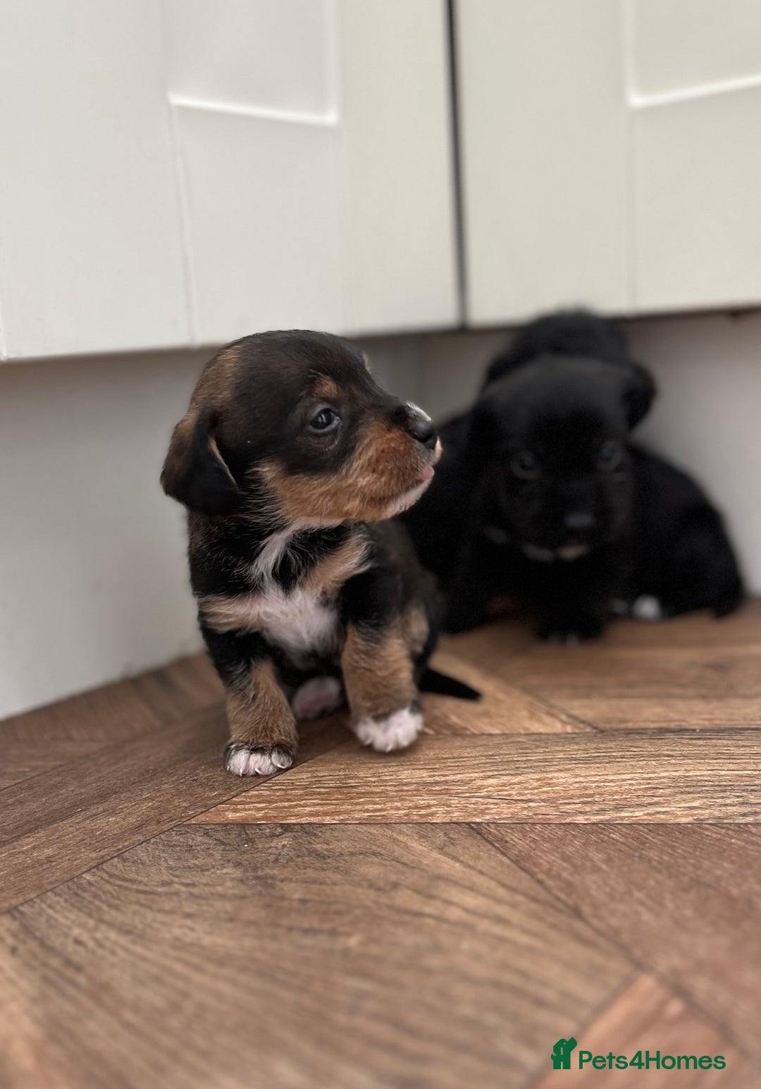 Mixed Breed dogs for sale: Wirehaired Jack Russell X wirehaired dachshund  - Image 4