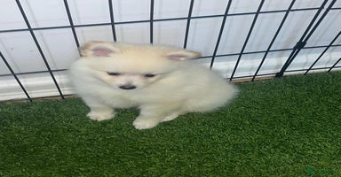 Pomeranian dogs - Advert 3