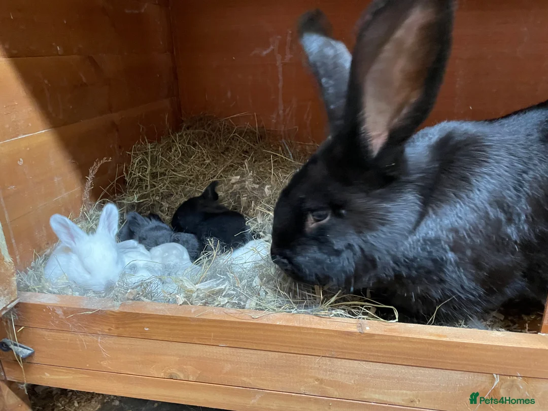 Mixed Breed rabbits for sale: Continental giant x Transylvanian giant in Aberdare - Advert 2
