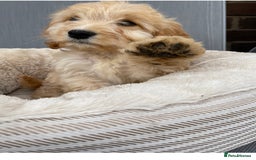 Cockapoo dogs for sale: Quality cockapoo pups  - Image 8